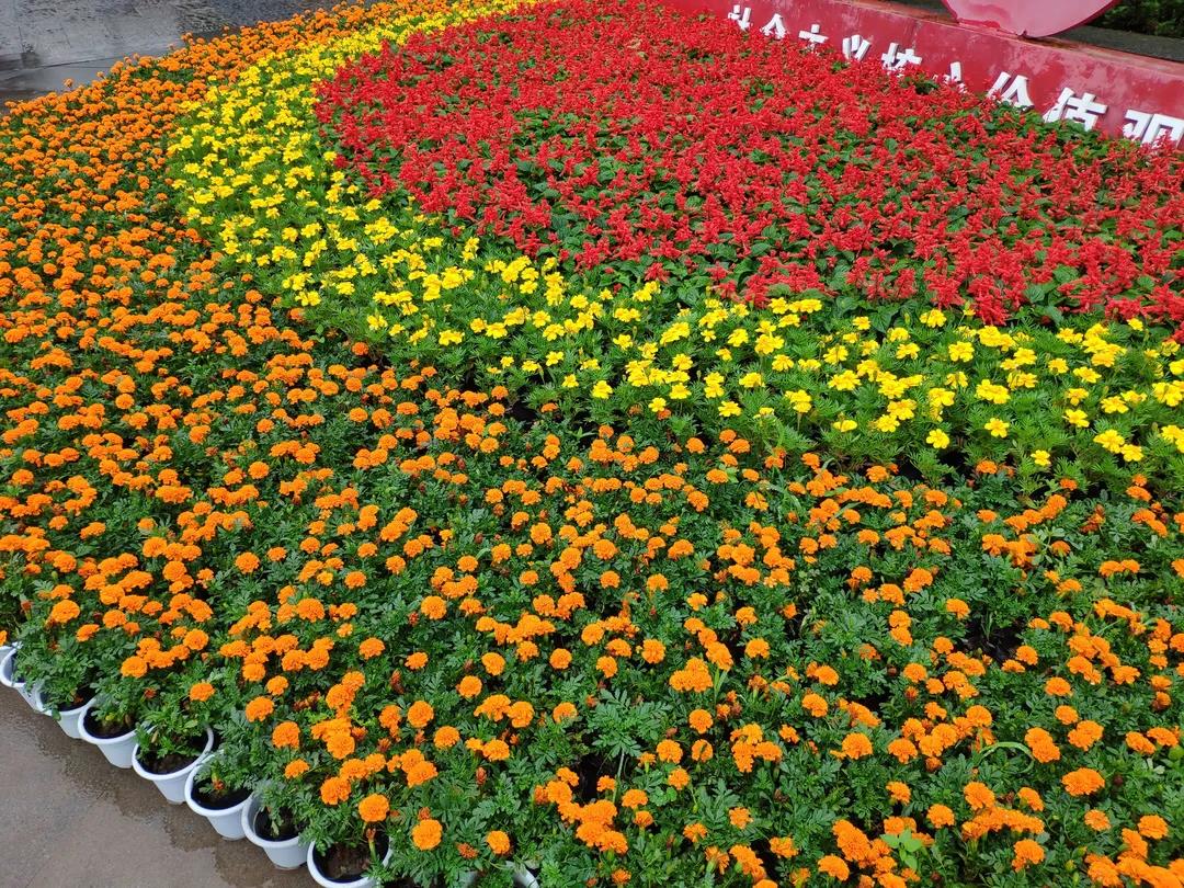 紅船亮相、鮮花裝飾……瀘州忠山公園、百子圖、大梯步“七一”氛圍濃(圖7)