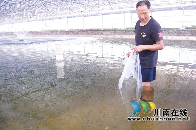 “長江三鮮”鰣魚成功“移居”瀘州江陽(圖2)