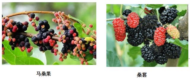 曼陀羅、滴水觀音、化兒草……四川夏季常見有毒植物食物中毒預防(圖1)