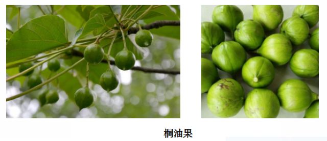 曼陀羅、滴水觀音、化兒草……四川夏季常見有毒植物食物中毒預防(圖2)