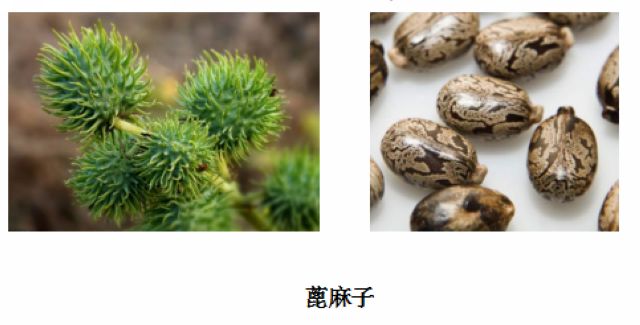 曼陀羅、滴水觀音、化兒草……四川夏季常見有毒植物食物中毒預防(圖4)