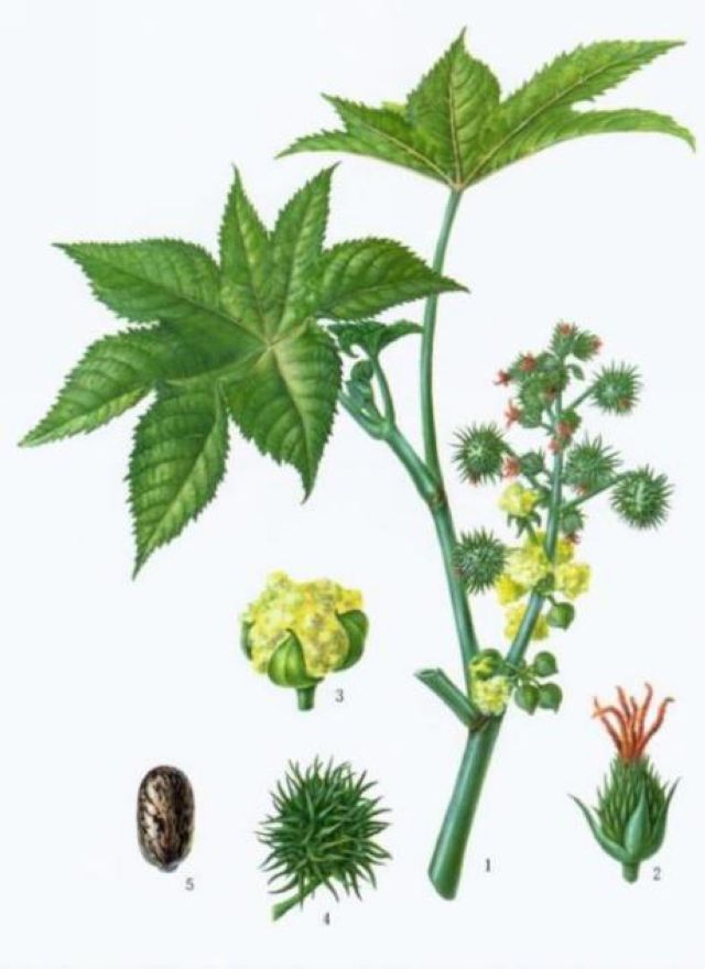 曼陀羅、滴水觀音、化兒草……四川夏季常見有毒植物食物中毒預防(圖3)