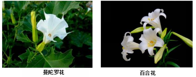 曼陀羅、滴水觀音、化兒草……四川夏季常見有毒植物食物中毒預防(圖6)