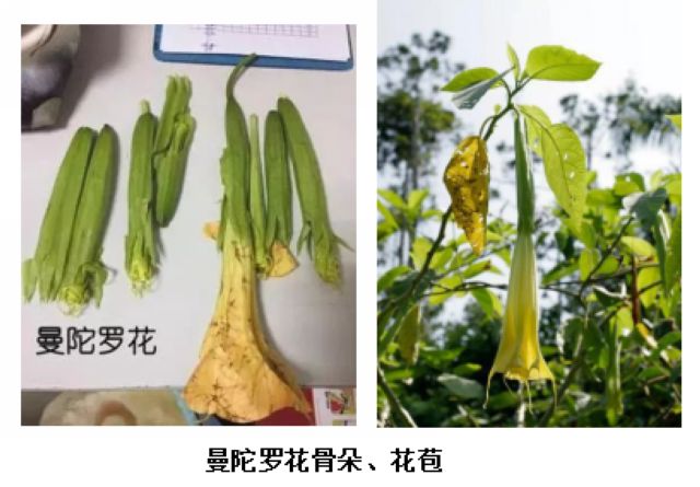 曼陀羅、滴水觀音、化兒草……四川夏季常見有毒植物食物中毒預防(圖7)