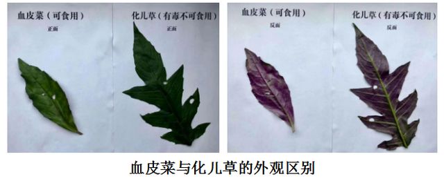 曼陀羅、滴水觀音、化兒草……四川夏季常見有毒植物食物中毒預防(圖10)