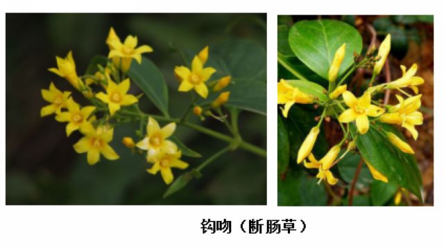 曼陀羅、滴水觀音、化兒草……四川夏季常見有毒植物食物中毒預防(圖11)