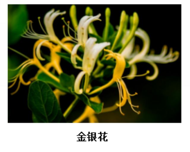 曼陀羅、滴水觀音、化兒草……四川夏季常見有毒植物食物中毒預防(圖12)