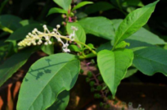 曼陀羅、滴水觀音、化兒草……四川夏季常見有毒植物食物中毒預防(圖16)