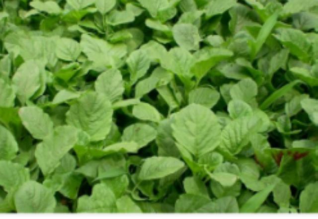 曼陀羅、滴水觀音、化兒草……四川夏季常見有毒植物食物中毒預防(圖17)