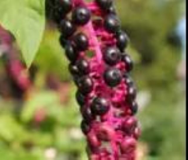 曼陀羅、滴水觀音、化兒草……四川夏季常見有毒植物食物中毒預防(圖19)