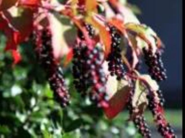 曼陀羅、滴水觀音、化兒草……四川夏季常見有毒植物食物中毒預防(圖18)