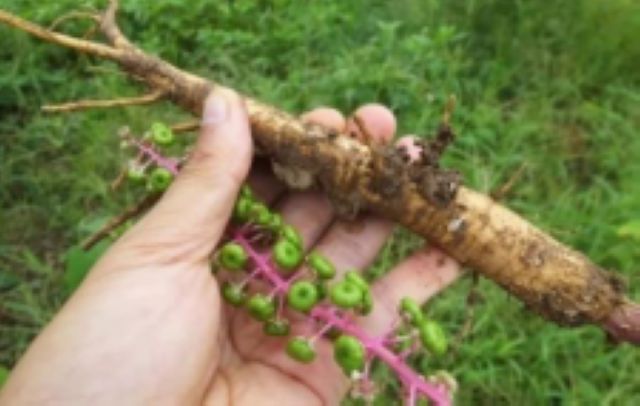 曼陀羅、滴水觀音、化兒草……四川夏季常見有毒植物食物中毒預防(圖14)