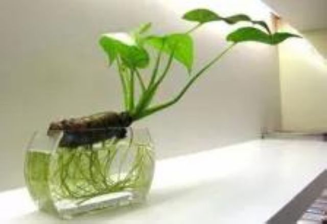 曼陀羅、滴水觀音、化兒草……四川夏季常見有毒植物食物中毒預防(圖22)