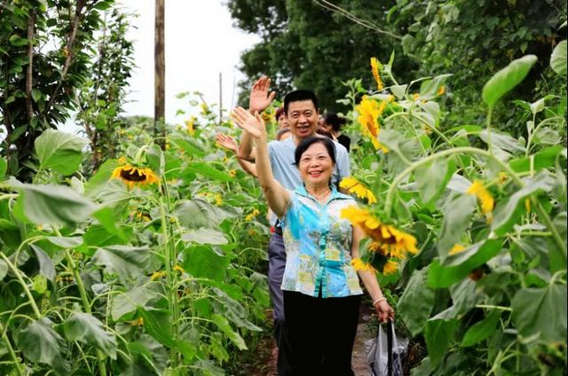 炫！龍馬潭區(qū)雙加鎮(zhèn)萬株向日葵燦爛盛放！(圖9)
