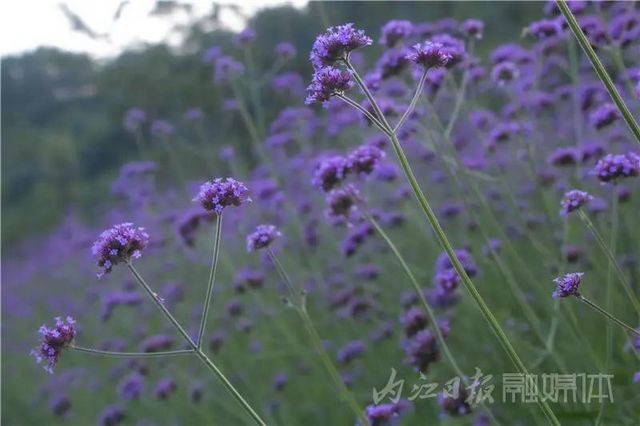 內江版“普羅旺斯”神秘面紗拉開！盛大的花海之宴開啟(圖6)
