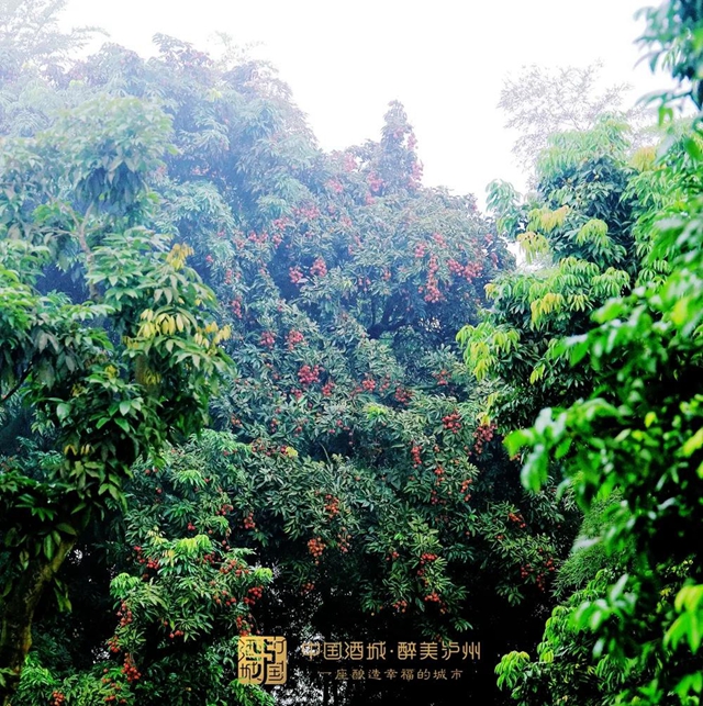 看花眼！這個(gè)荔枝公園好巴適，大紅袍、帶綠掛滿枝頭……(圖1)