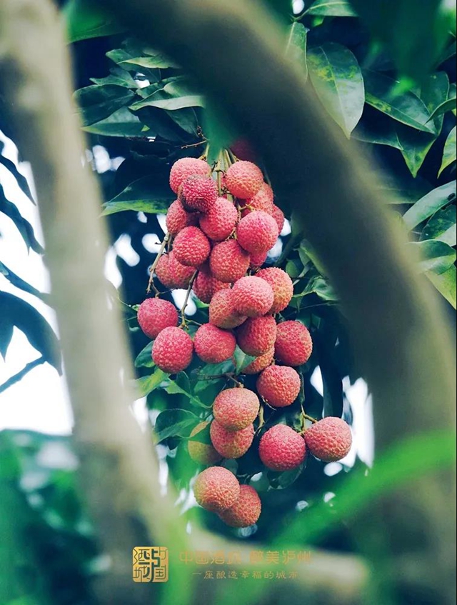 看花眼！這個(gè)荔枝公園好巴適，大紅袍、帶綠掛滿枝頭……(圖6)