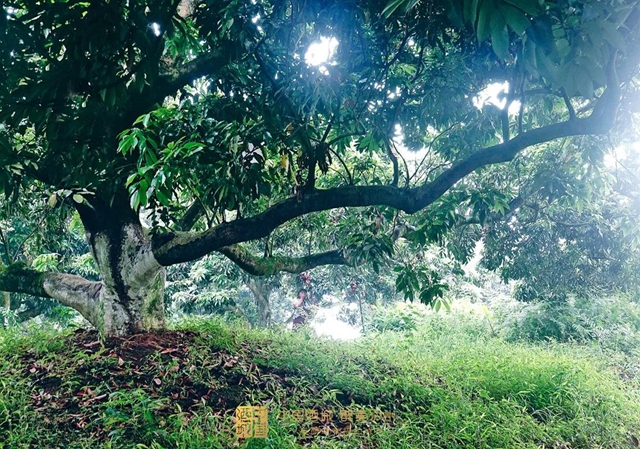 看花眼！這個(gè)荔枝公園好巴適，大紅袍、帶綠掛滿枝頭……(圖4)