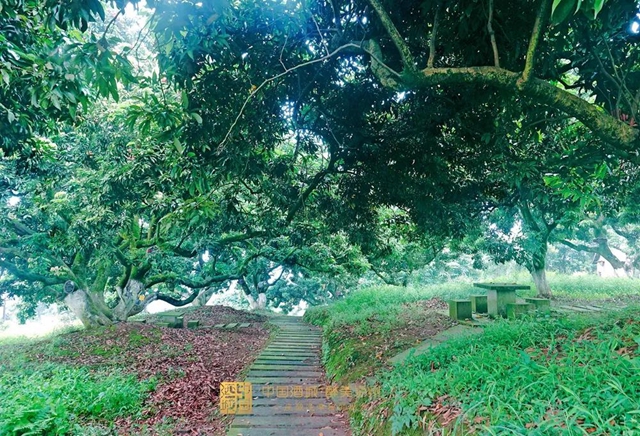 看花眼！這個(gè)荔枝公園好巴適，大紅袍、帶綠掛滿枝頭……(圖5)