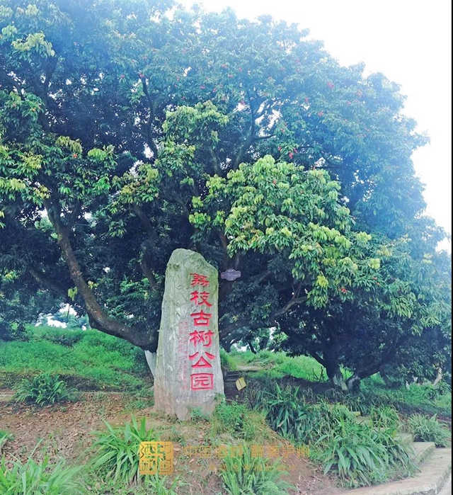 看花眼！這個(gè)荔枝公園好巴適，大紅袍、帶綠掛滿枝頭……(圖7)