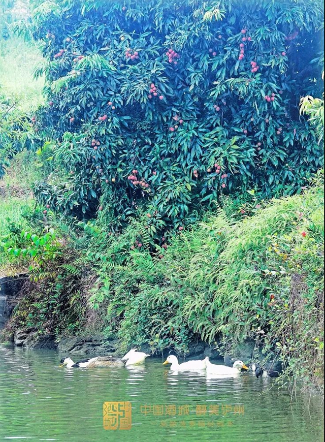 看花眼！這個(gè)荔枝公園好巴適，大紅袍、帶綠掛滿枝頭……(圖8)