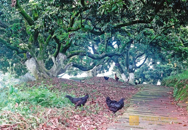 看花眼！這個(gè)荔枝公園好巴適，大紅袍、帶綠掛滿枝頭……(圖9)