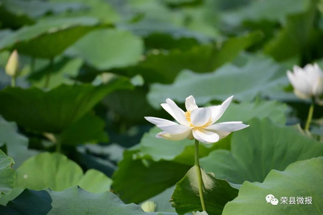 約起！600畝荷花在自貢榮縣這個地方綻放(圖2)