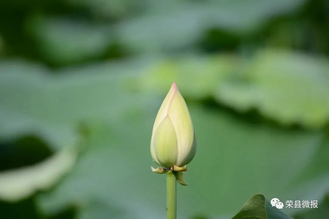 約起！600畝荷花在自貢榮縣這個地方綻放(圖3)