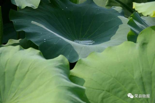 約起！600畝荷花在自貢榮縣這個地方綻放(圖6)