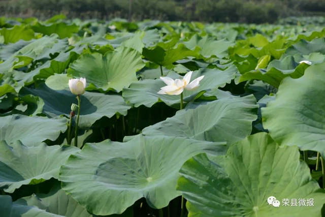 約起！600畝荷花在自貢榮縣這個地方綻放(圖7)