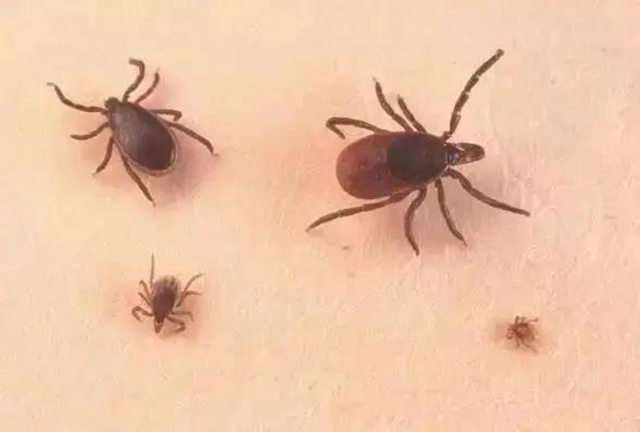 不是所有蟲子都能用手拍！當心被灼傷(圖2)