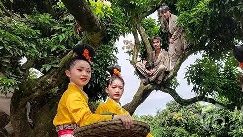 【擴散】合江荔枝來了！300架無人機炫酷助陣(圖7)