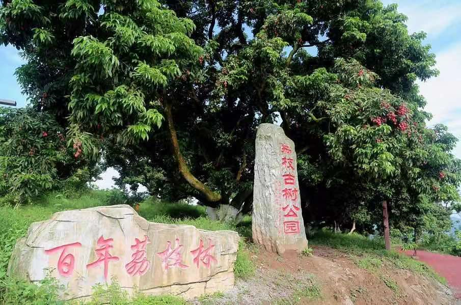 【擴散】合江荔枝來了！300架無人機炫酷助陣(圖8)