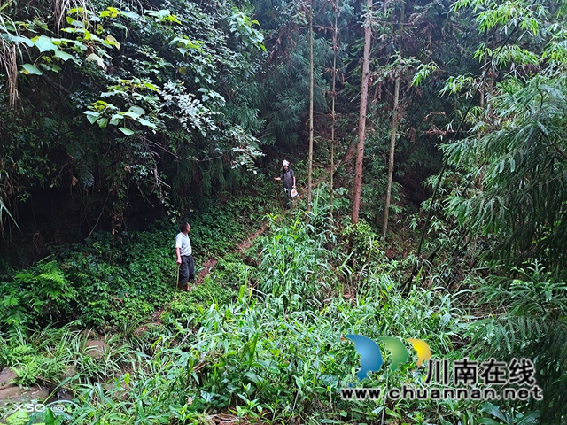 合江石龍鎮(zhèn)：七旬老人進(jìn)山鍛煉身體迷路，眾人徹夜搜尋16小時最終找到