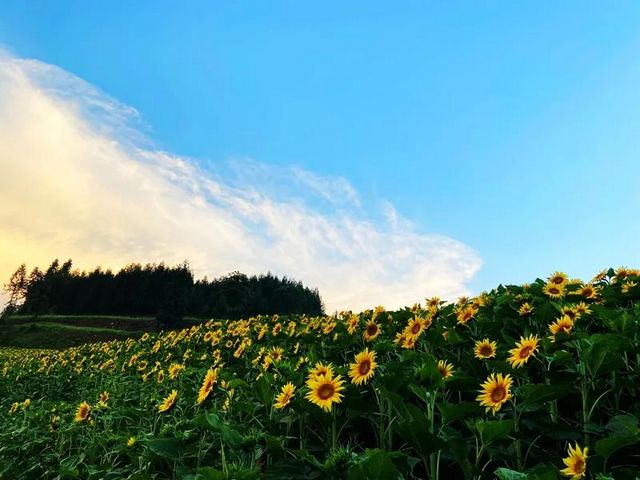 避暑納涼去哪里？敘永這些“避暑勝地”給你一個(gè)清涼之夏！(圖1)