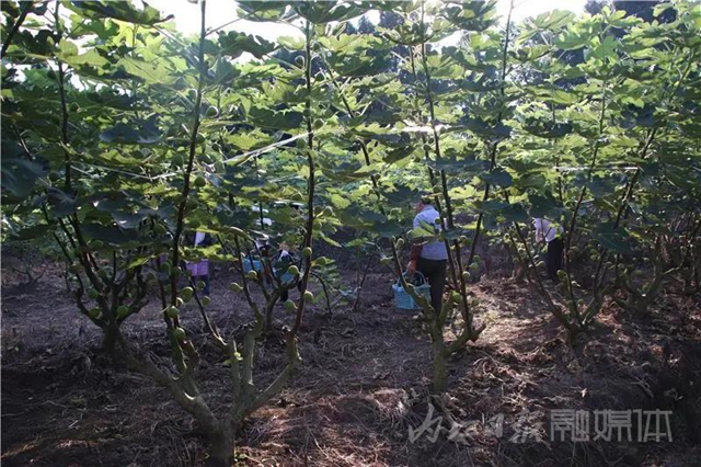 都熟啦！內(nèi)江這里，有一大片無(wú)花果林(圖3)