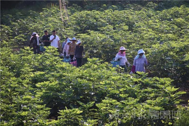 都熟啦！內(nèi)江這里，有一大片無(wú)花果林(圖4)