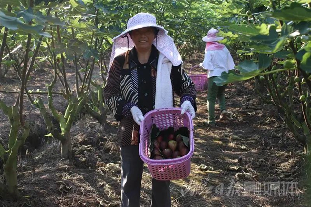 都熟啦！內(nèi)江這里，有一大片無(wú)花果林(圖7)