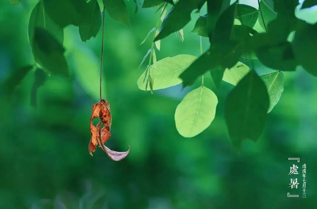 【處暑】明天起，養(yǎng)生注意這三點！(圖4)