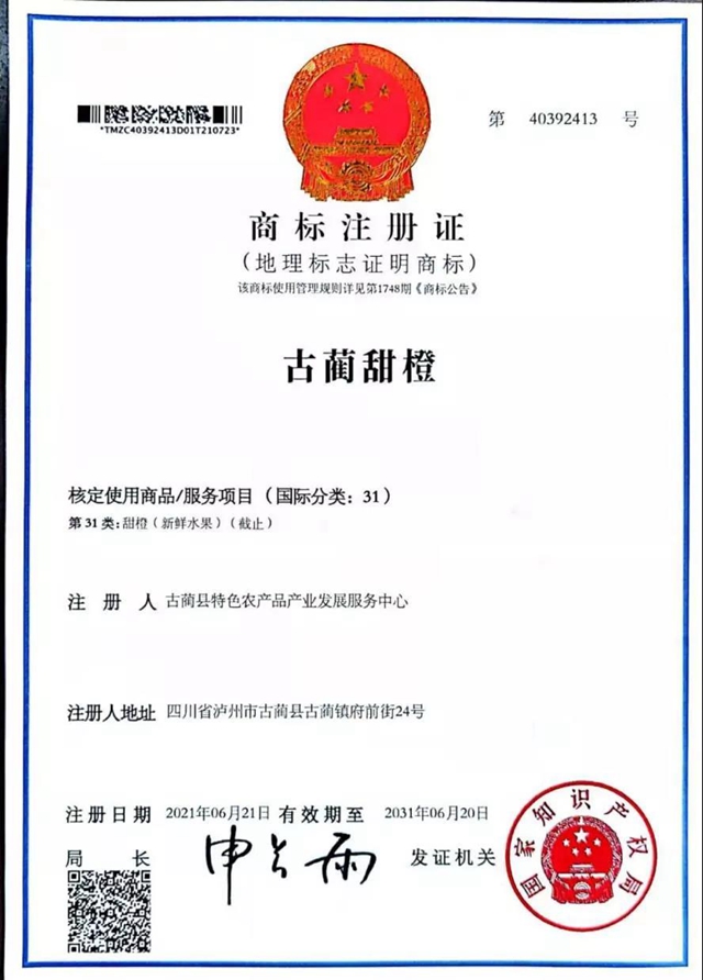 古藺獼猴桃和古藺甜橙成功獲準(zhǔn)國家級地理標(biāo)志證明商標(biāo)(圖2)