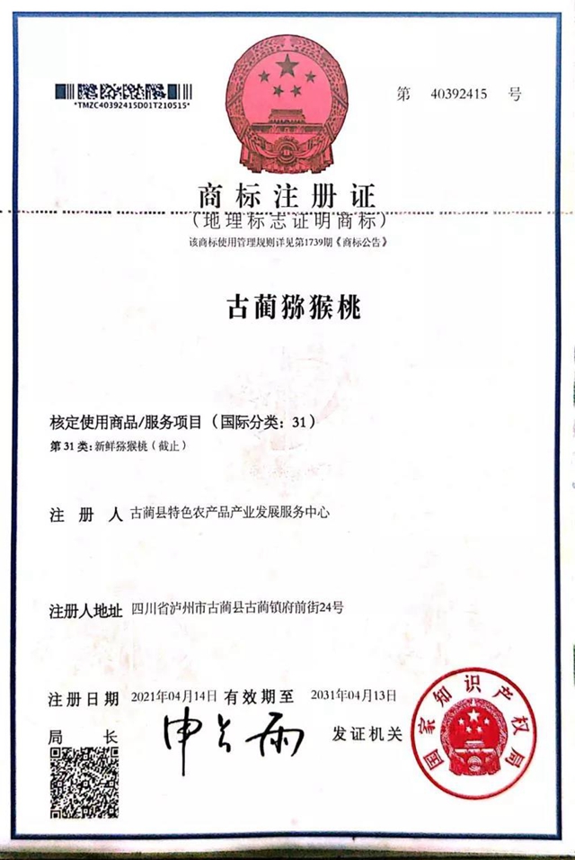古藺獼猴桃和古藺甜橙成功獲準(zhǔn)國家級地理標(biāo)志證明商標(biāo)(圖1)