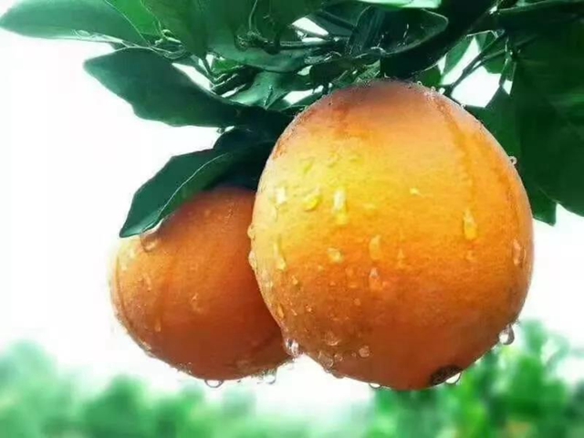 古藺獼猴桃和古藺甜橙成功獲準(zhǔn)國家級地理標(biāo)志證明商標(biāo)(圖6)