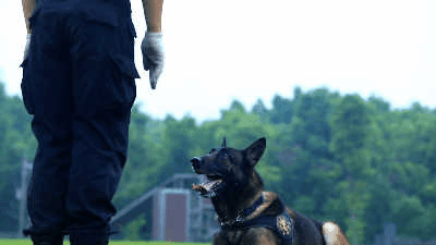 訓犬建功！瀘州馬中平被評為“最美警務輔助人員”(圖5)