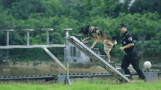 訓犬建功！瀘州馬中平被評為“最美警務輔助人員”(圖6)