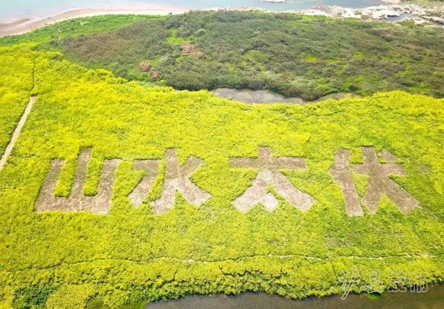 瀘縣龍眼熟了，采摘路線已為你安排好(圖14)