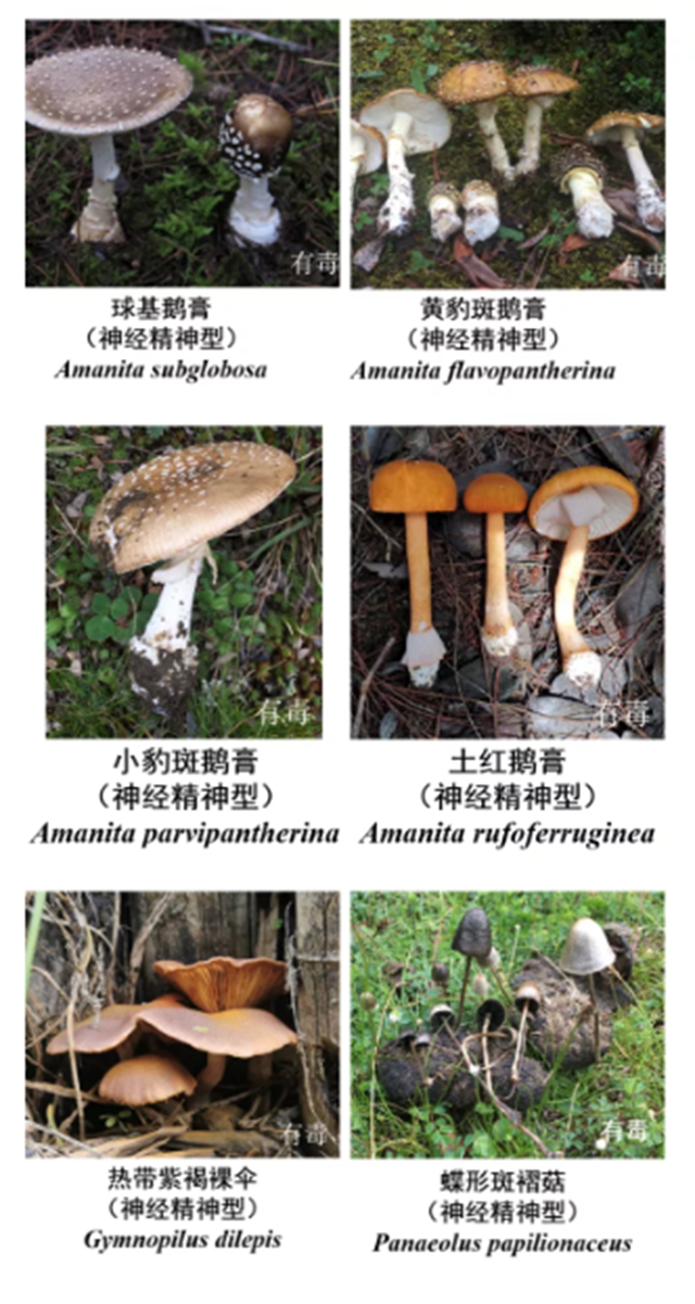 瀘州嬢嬢吃“du食”蘑菇，出事兒了……(圖10)