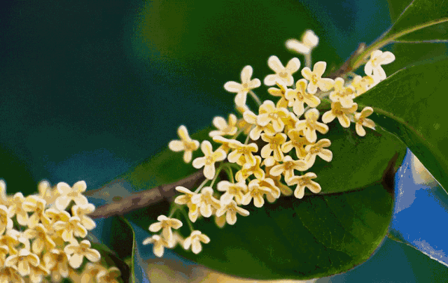 【擴(kuò)散】飄香酒城的桂花，還能治?。?圖1)