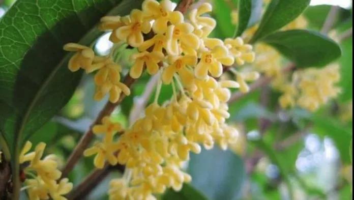【擴(kuò)散】飄香酒城的桂花，還能治??？(圖2)