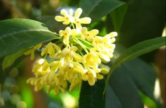 【擴(kuò)散】飄香酒城的桂花，還能治??？(圖5)