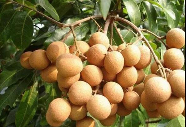 【分享】瀘州桂圓熟啦！千萬別買這幾種？(圖3)